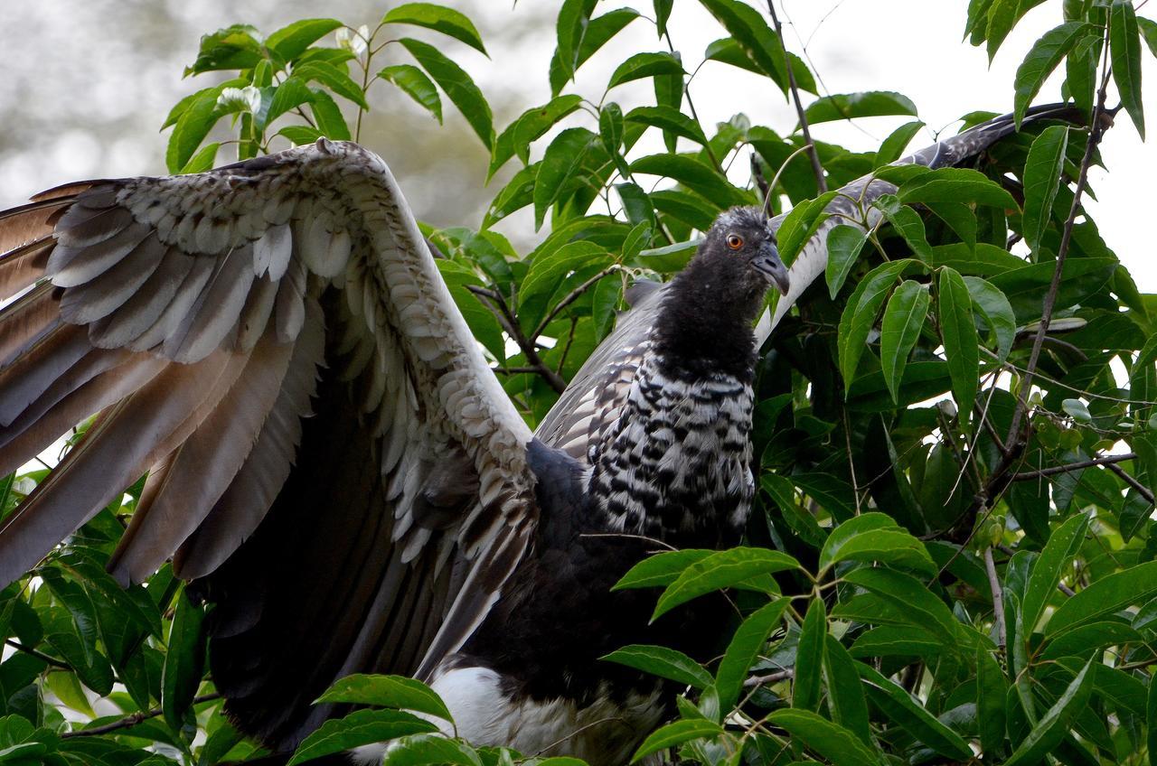 Yaku Amazon Lodge & Expeditions Paraíso Eksteriør bilde