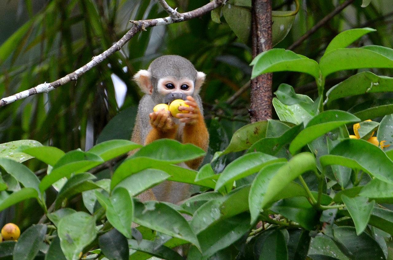 Yaku Amazon Lodge & Expeditions Paraíso Eksteriør bilde